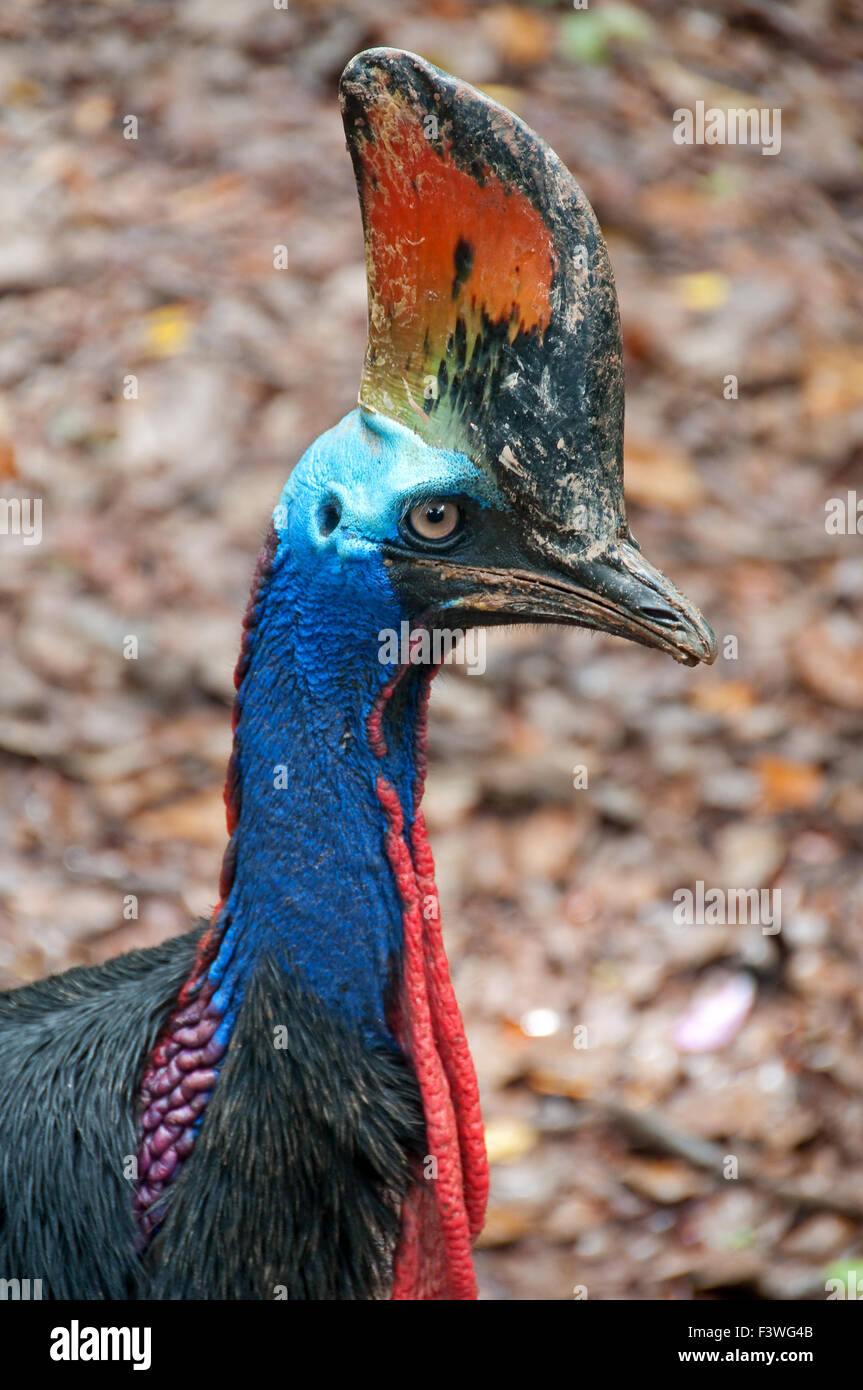 a cassowary flightless bird Stock Photo