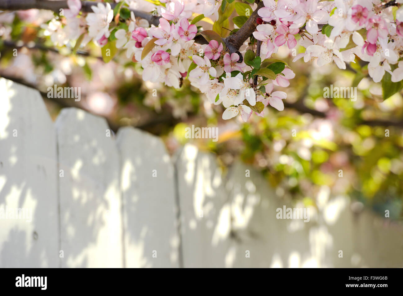 Overhanging fence hi-res stock photography and images - Alamy