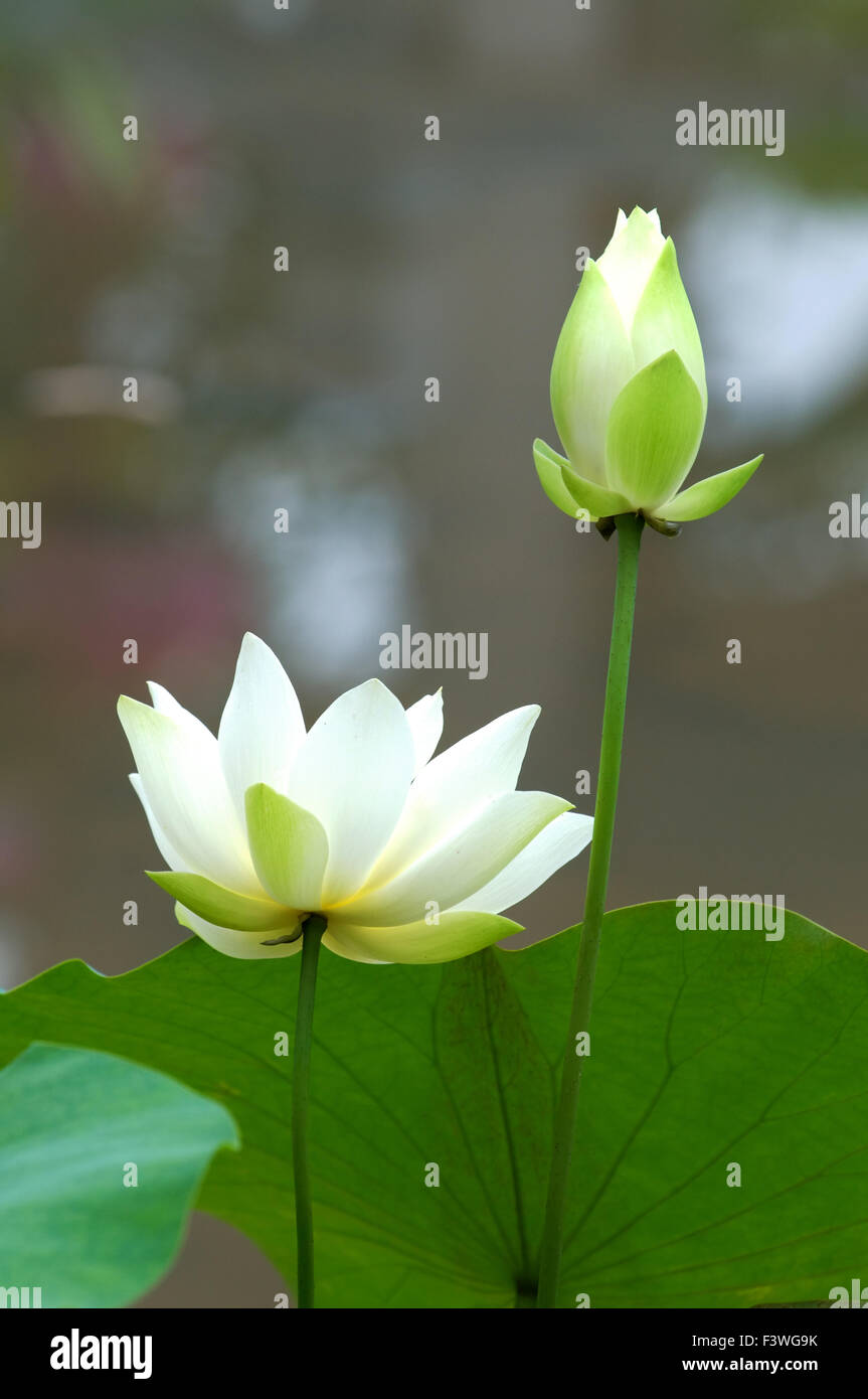 Close up of blooming white lotus flower Stock Photo