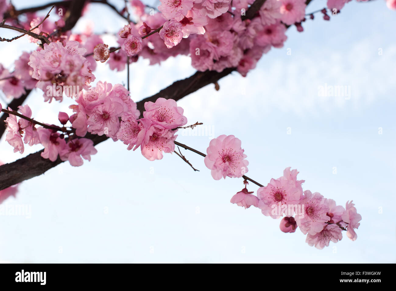 Cerisier Du Japon High Resolution Stock Photography And Images Alamy