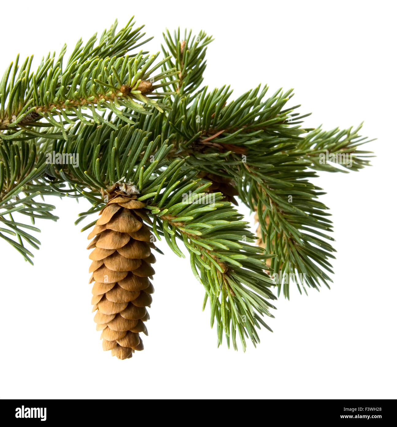 Fir-cone on a branch Stock Photo