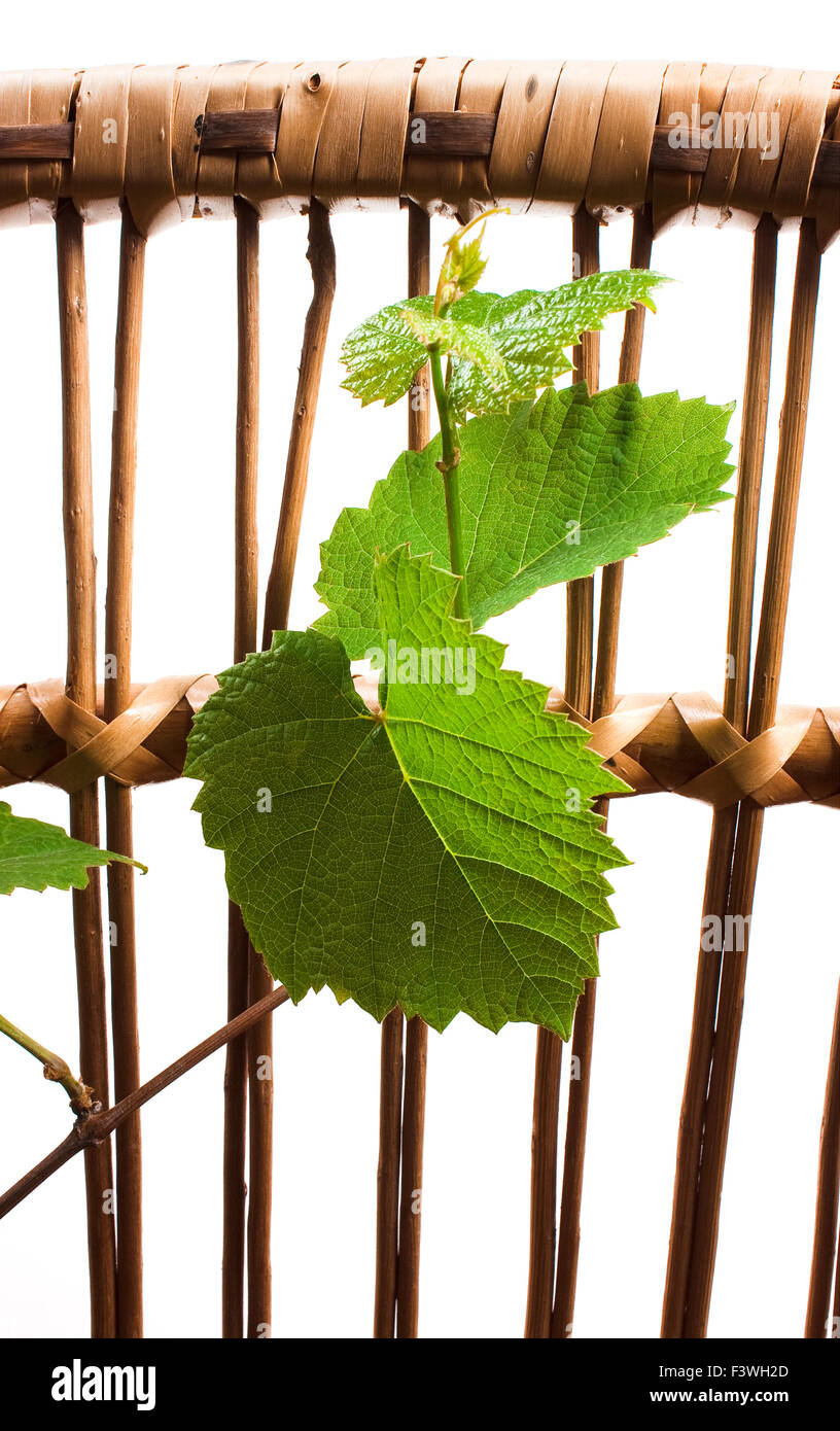 green grape germ Stock Photo