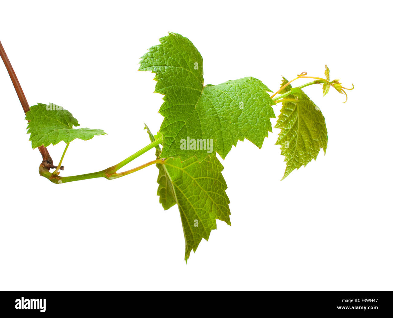 green grape germ Stock Photo