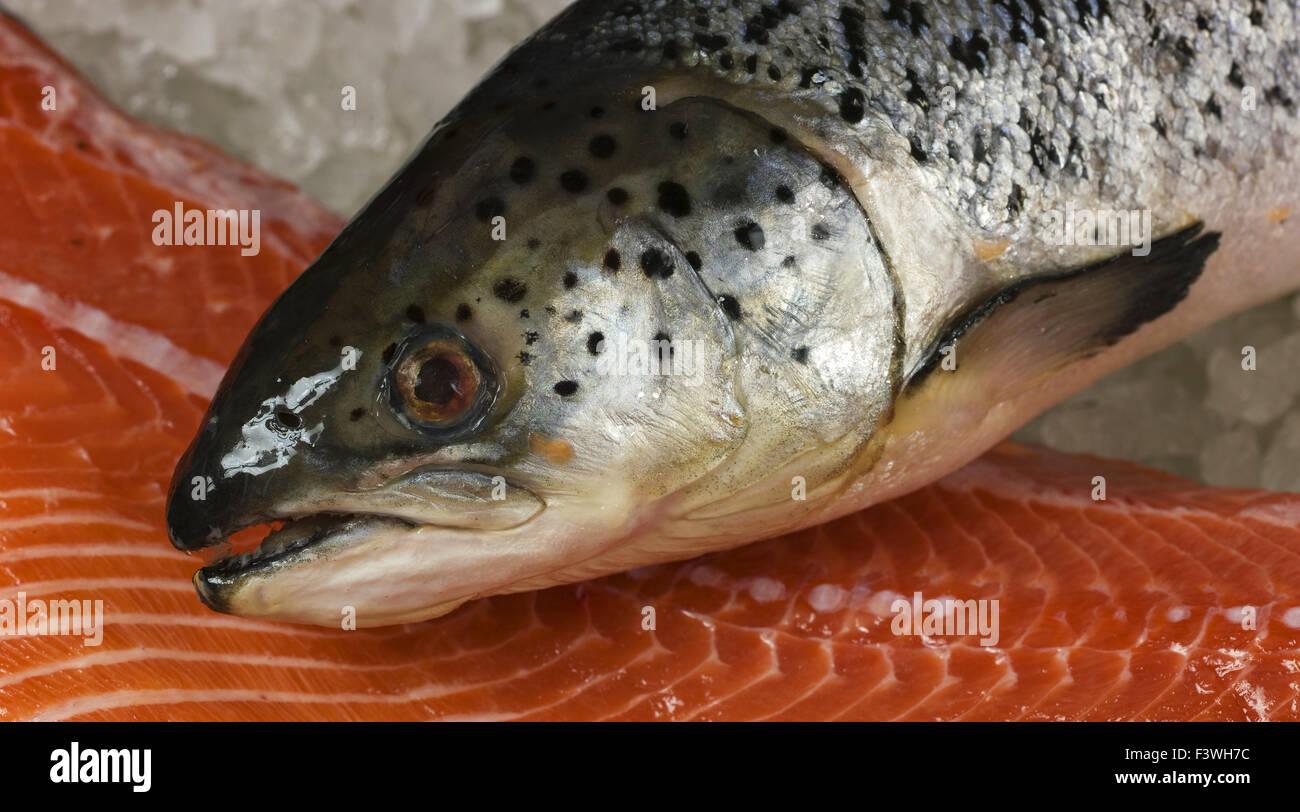salted salmon Stock Photo