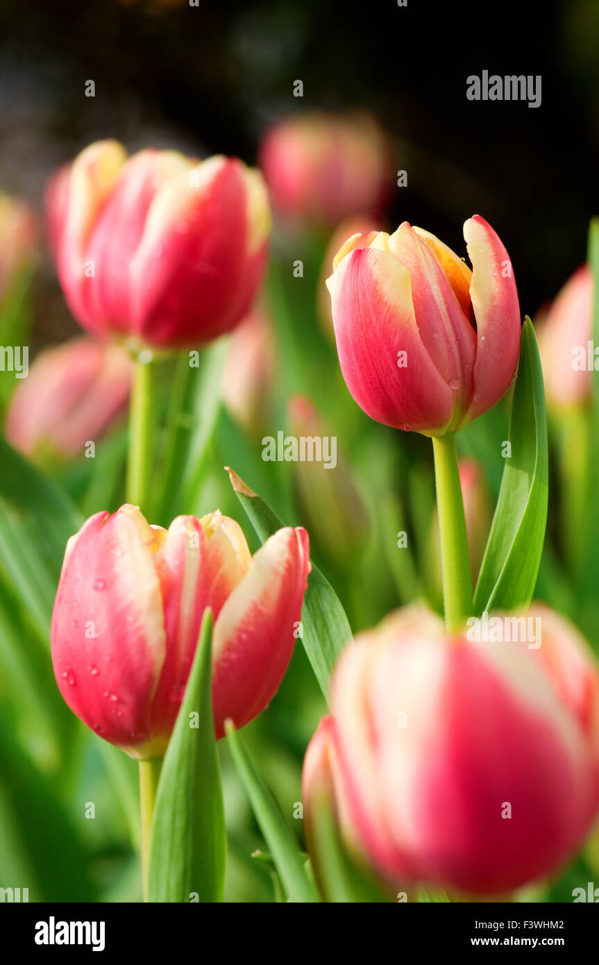 The view of multiple pink tulips flowers Stock Photo