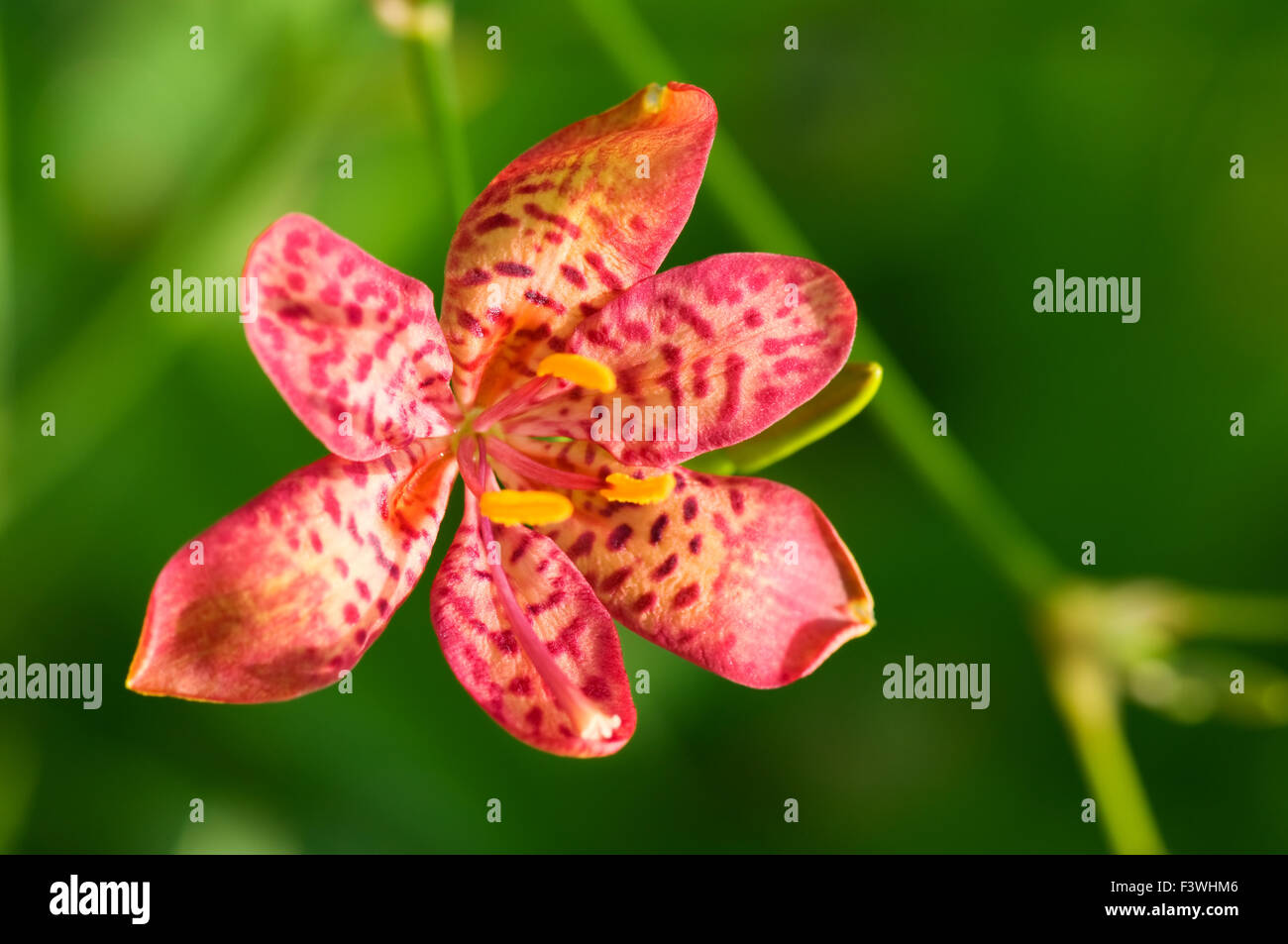 A close up shot of red orchid Stock Photo