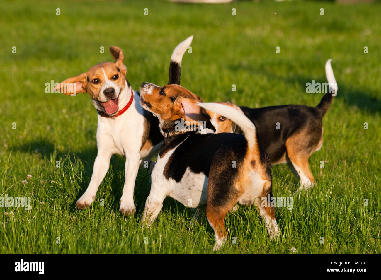 Happy beagle dogs in a park Stock Photo