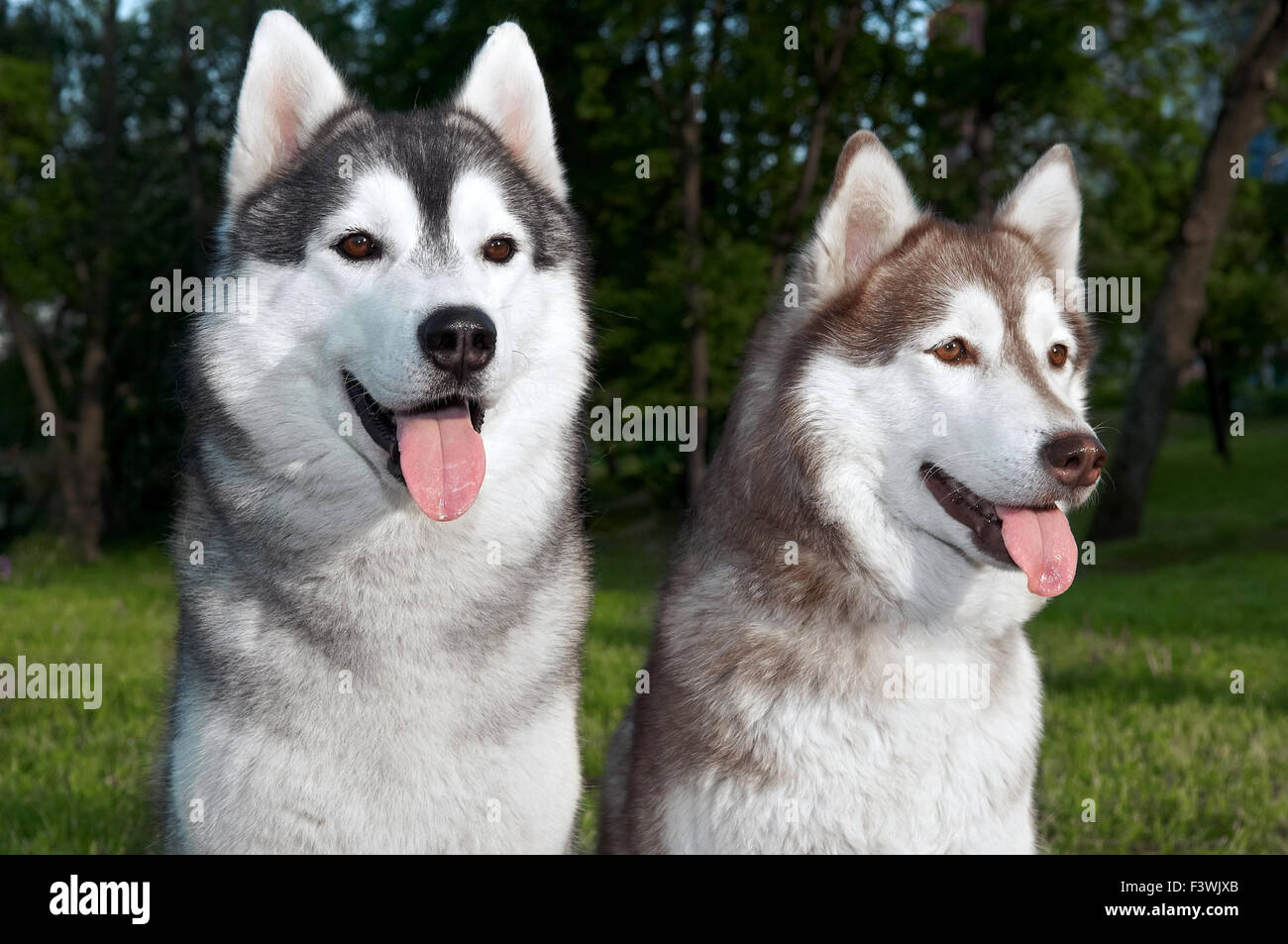 pair of husky dogs outdoors Stock Photo