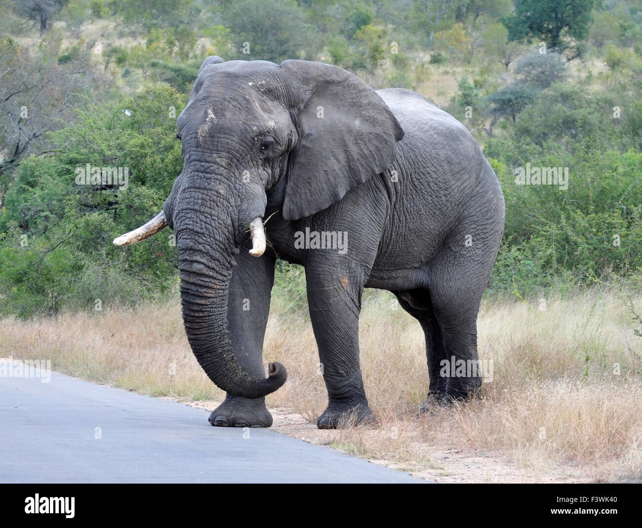African bush el hi-res stock photography and images - Alamy