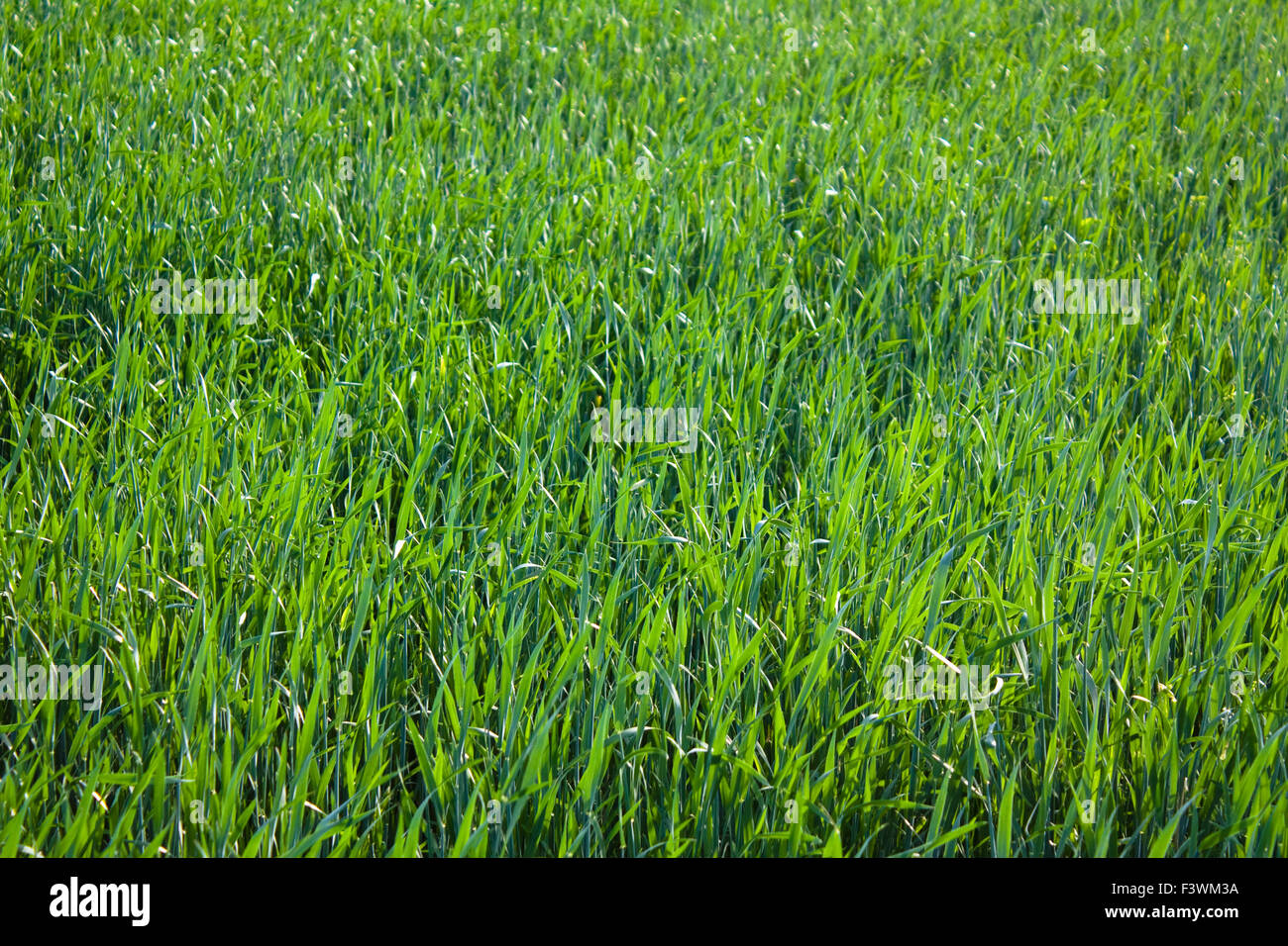 Green grass Stock Photo