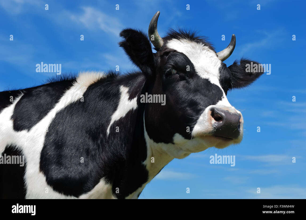 close-up view of horned cow Stock Photo