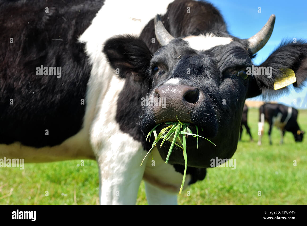 cow chewing grass Stock Photo