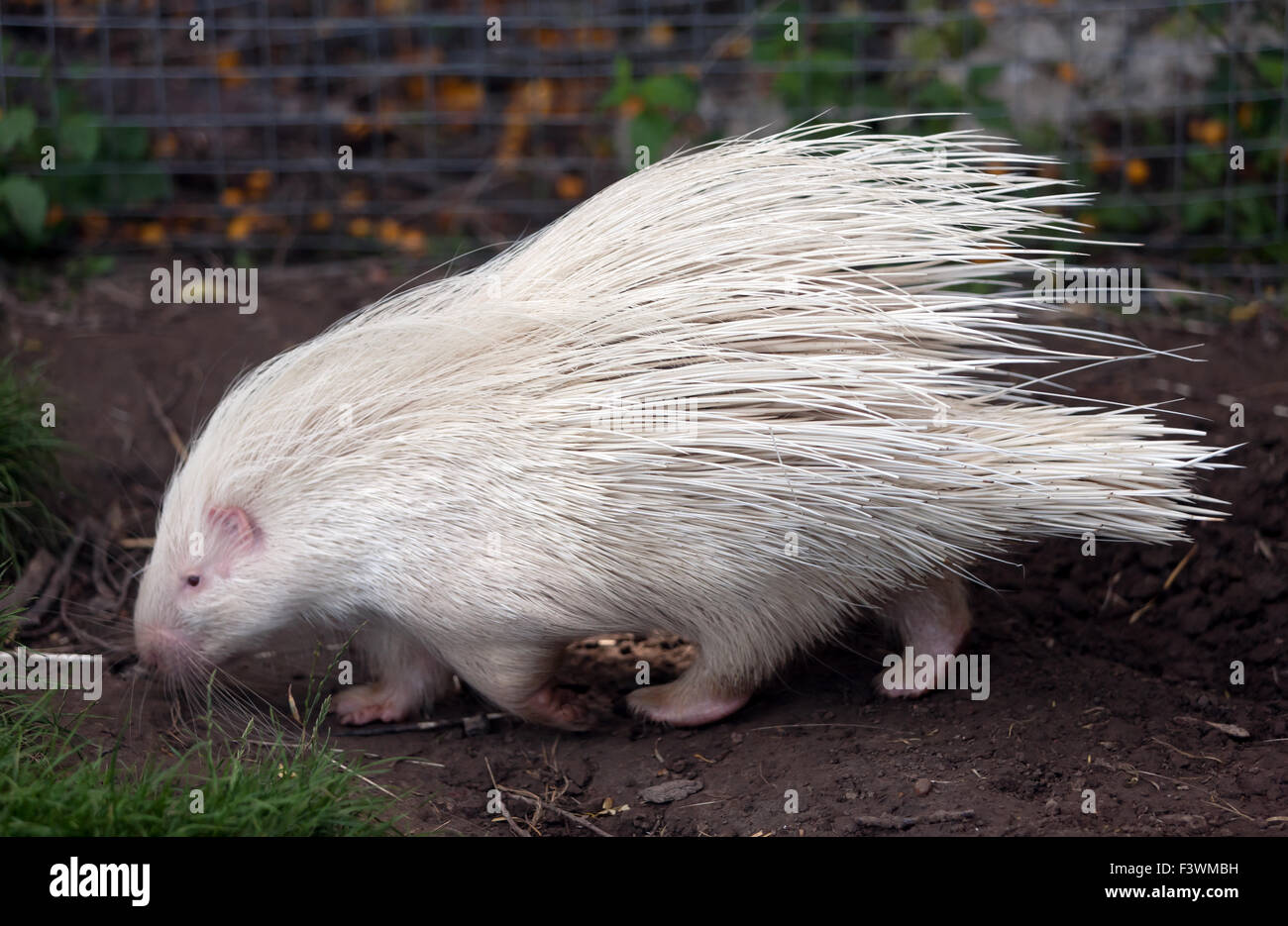 Porcupines african hi-res stock photography and images - Alamy