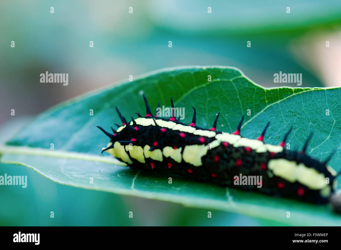 A moth caterpillar crawls along a leaf edge Stock Photo