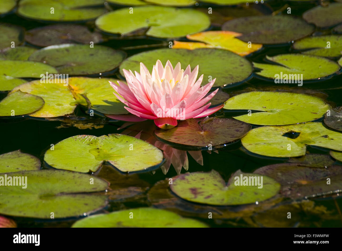 Water lilies Stock Photo Alamy