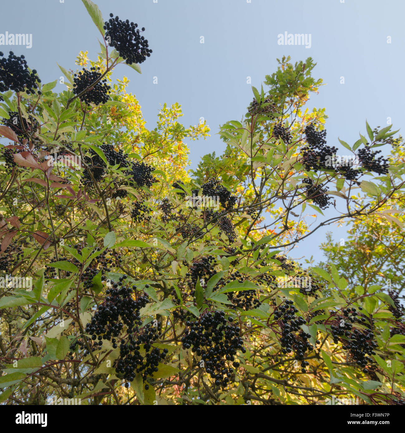 elderberry bush in autumn with ripe elder elderberries elderberry