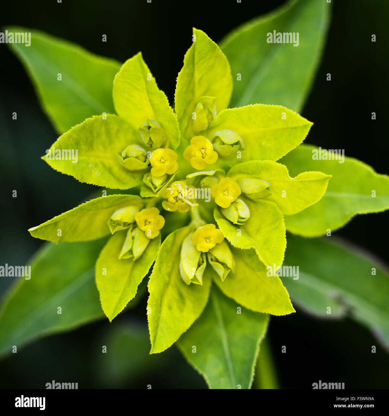 Cushion Spurge (Euphorbia epithymoides) Stock Photo