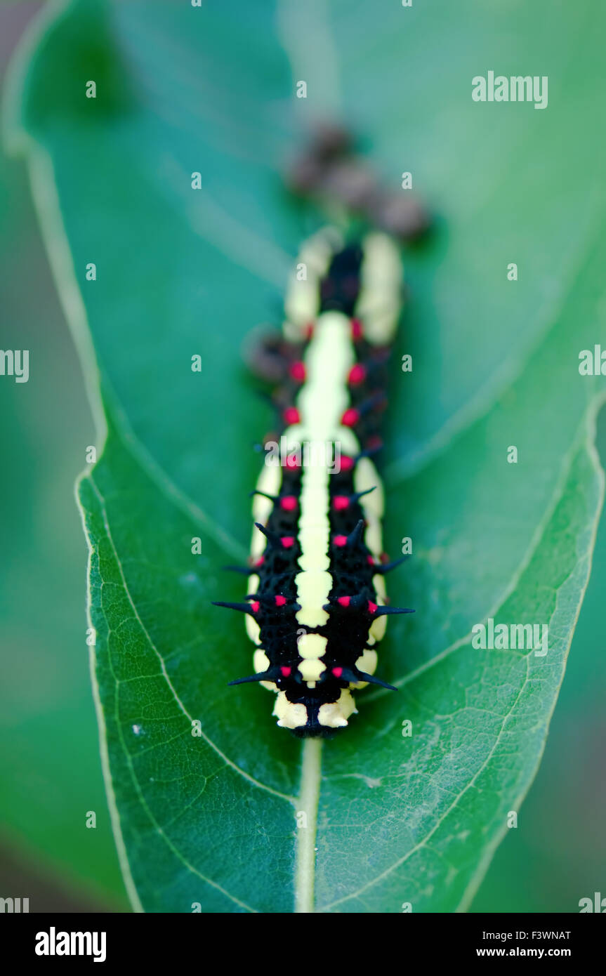 A moth caterpillar crawls along a leaf edge Stock Photo