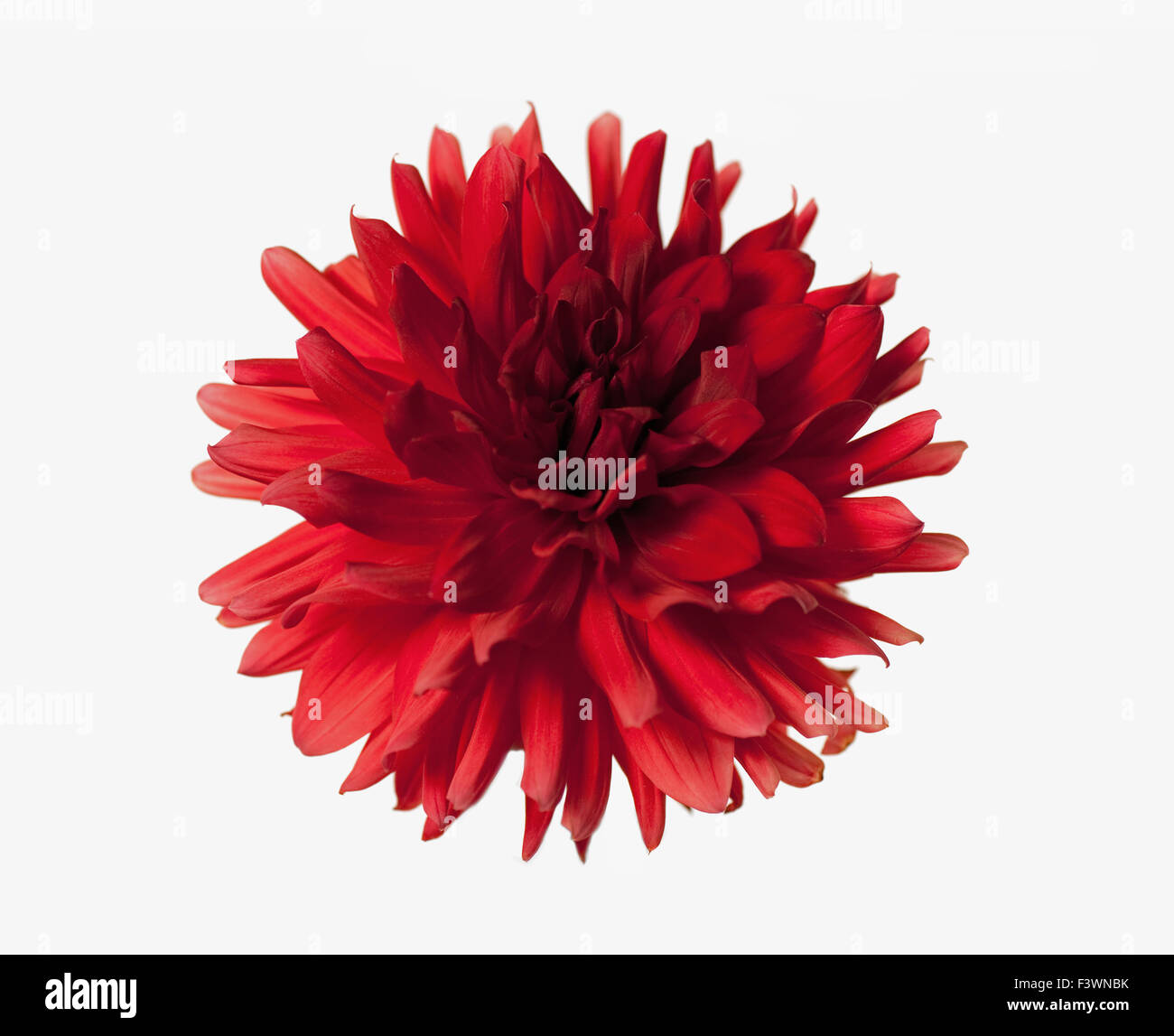 Dinner plate dahlia hi-res stock photography and images - Alamy