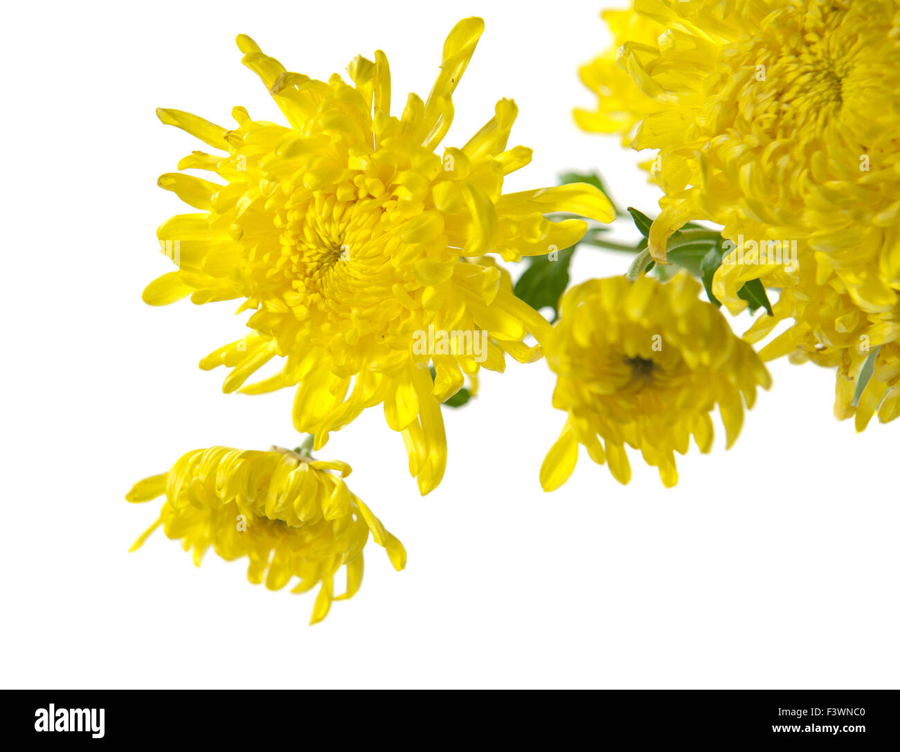 chrysanthemum blooms isolated on white Stock Photo