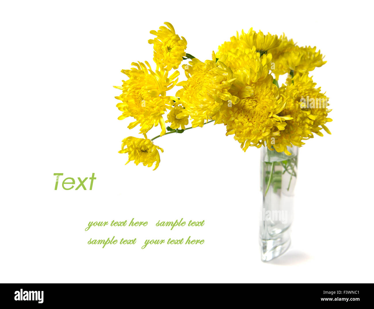 spider chrysanthemums isolated on white Stock Photo