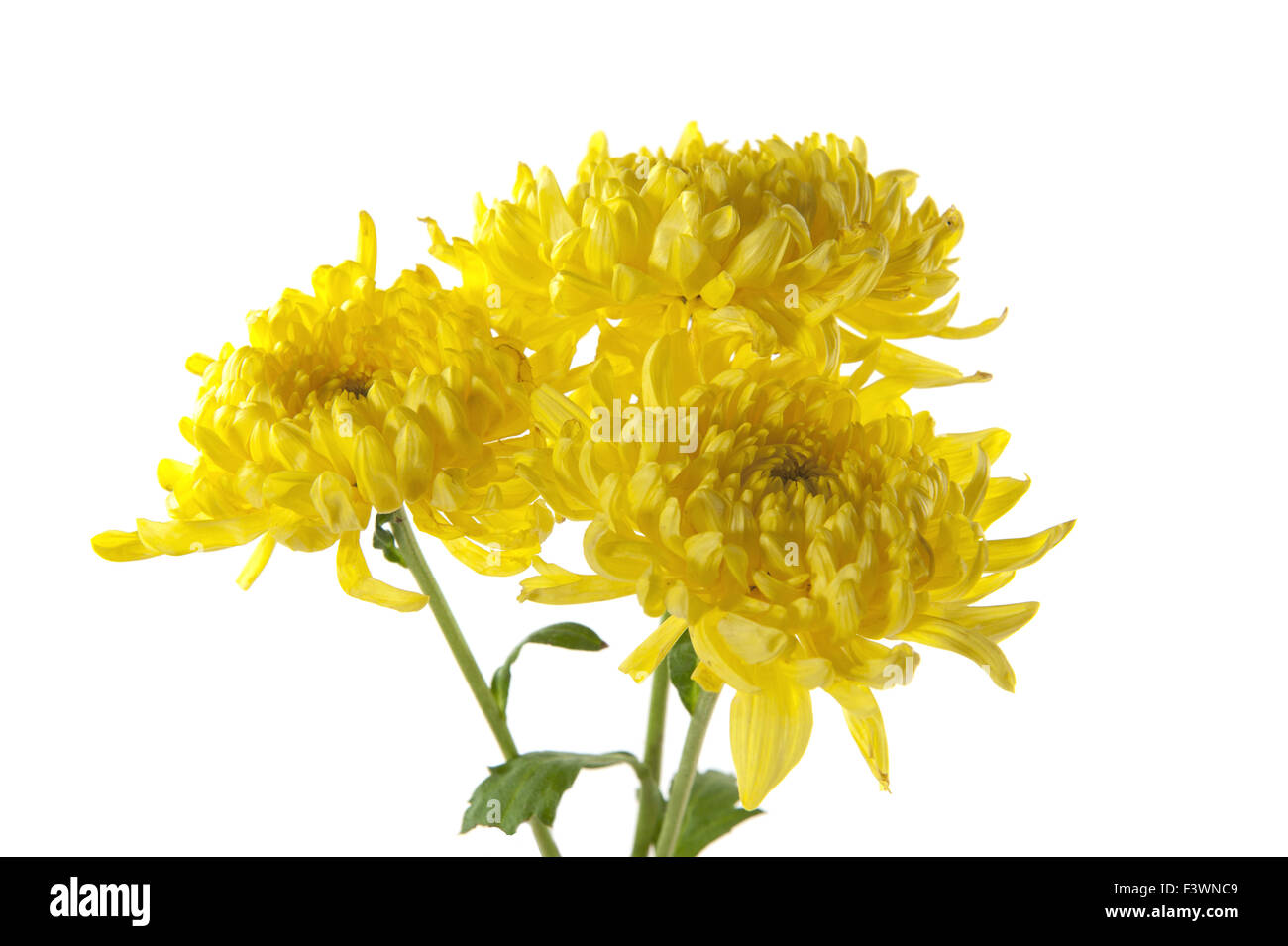 three spider mums isolated on white Stock Photo