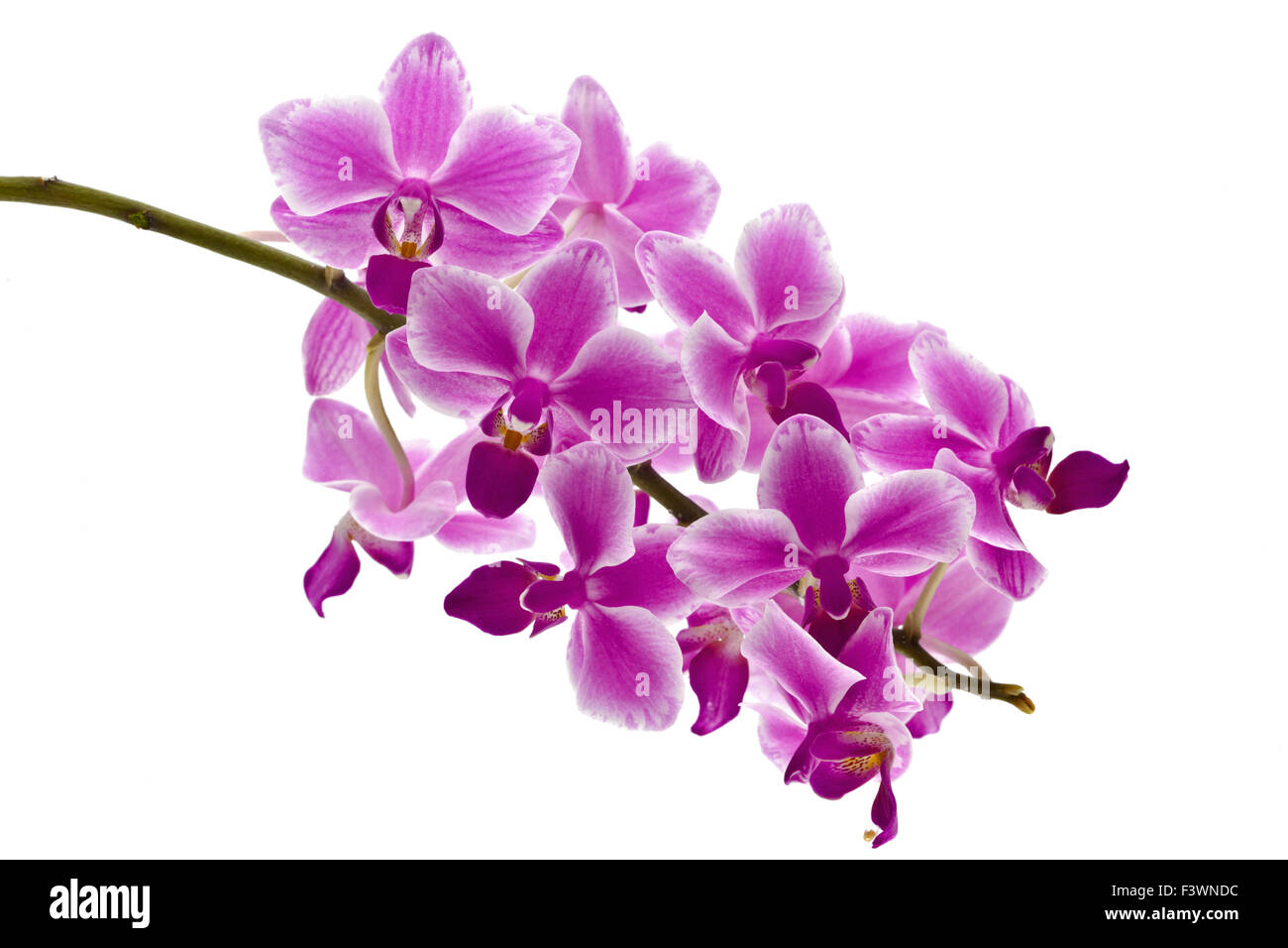 Orchid Branch Stock Photo