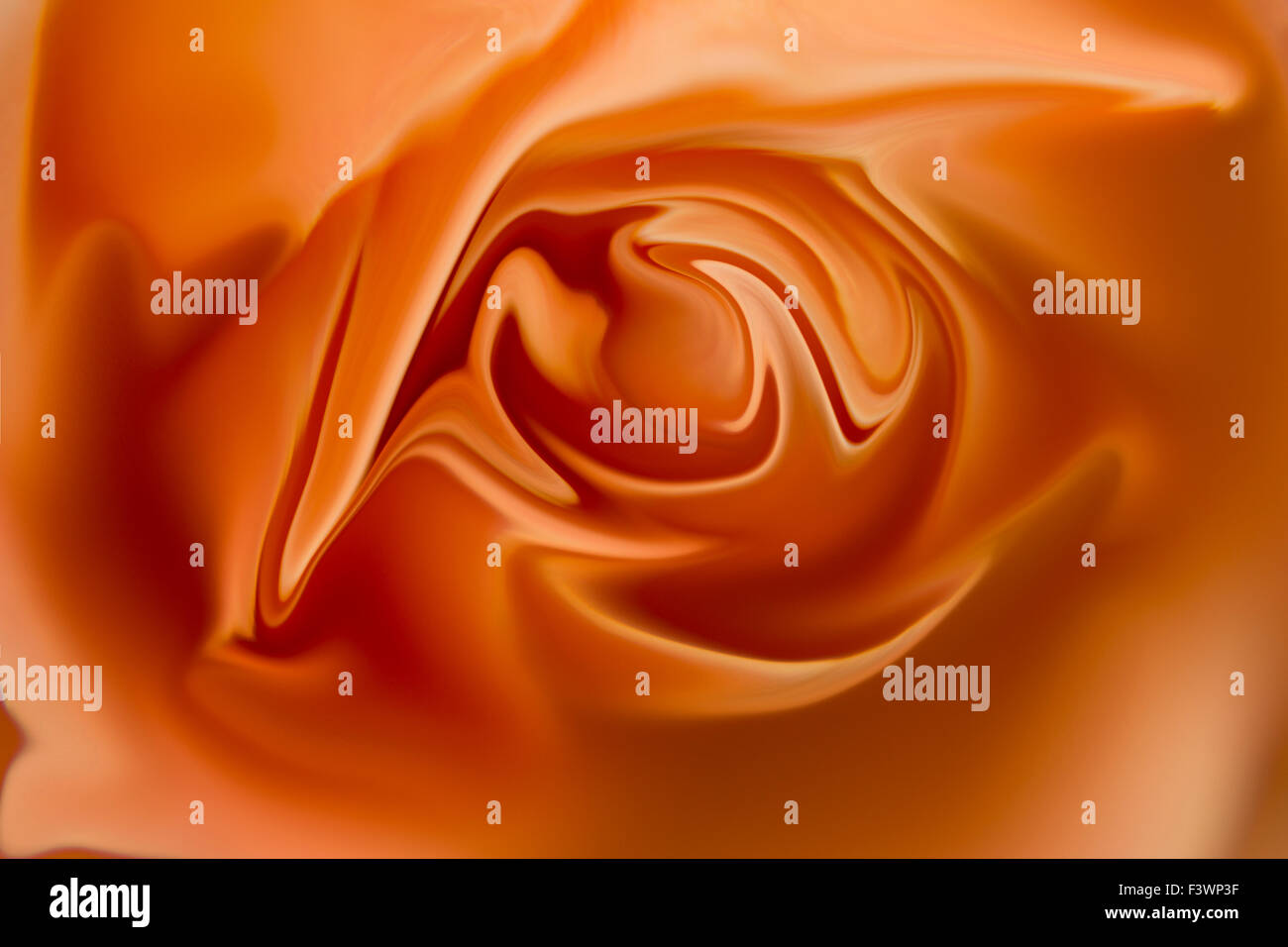 abstract and manipulated peach colored rose Stock Photo