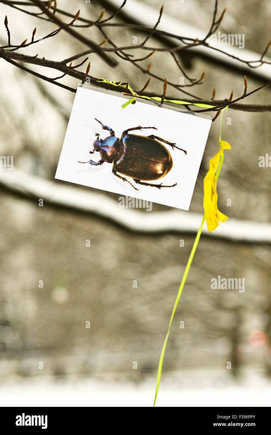 hermit beetle Stock Photo