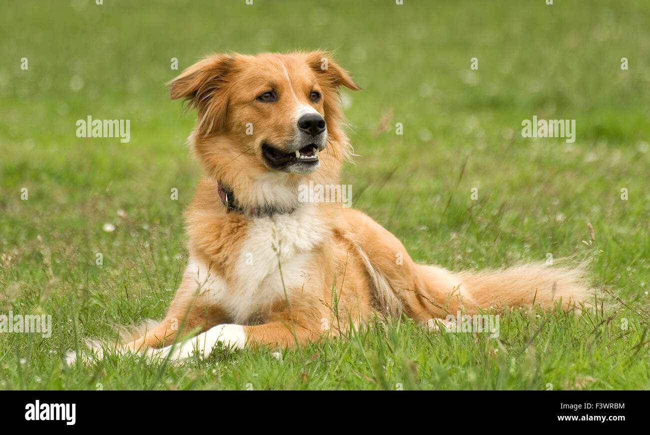 Grand sheepdog mongrel Stock Photo