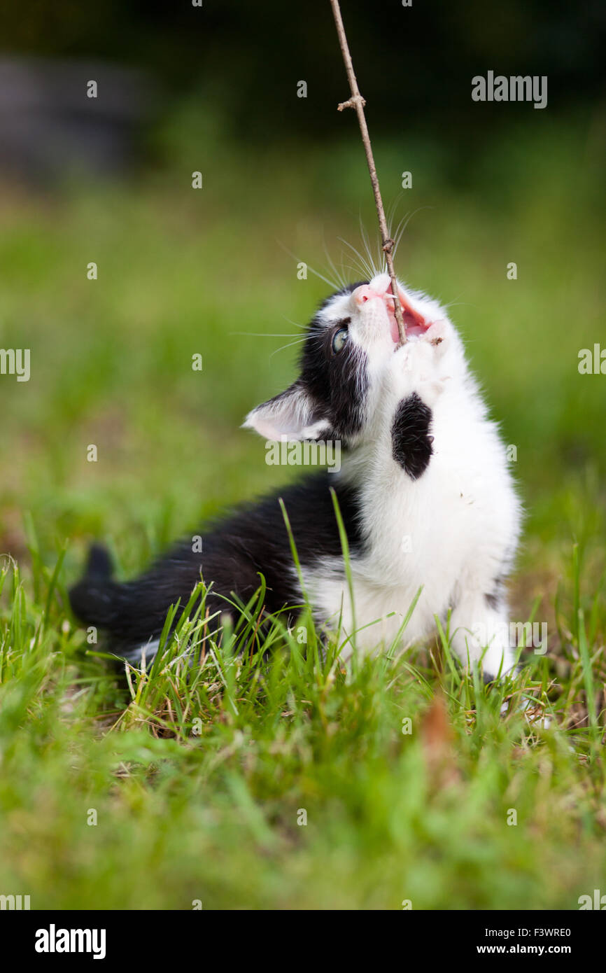a cat with a stick Stock Photo