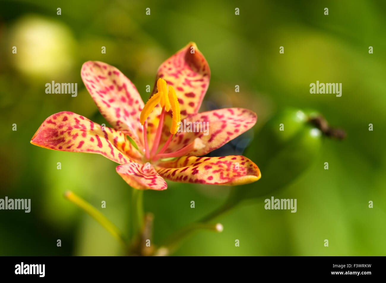 A close up shot of red orchid Stock Photo