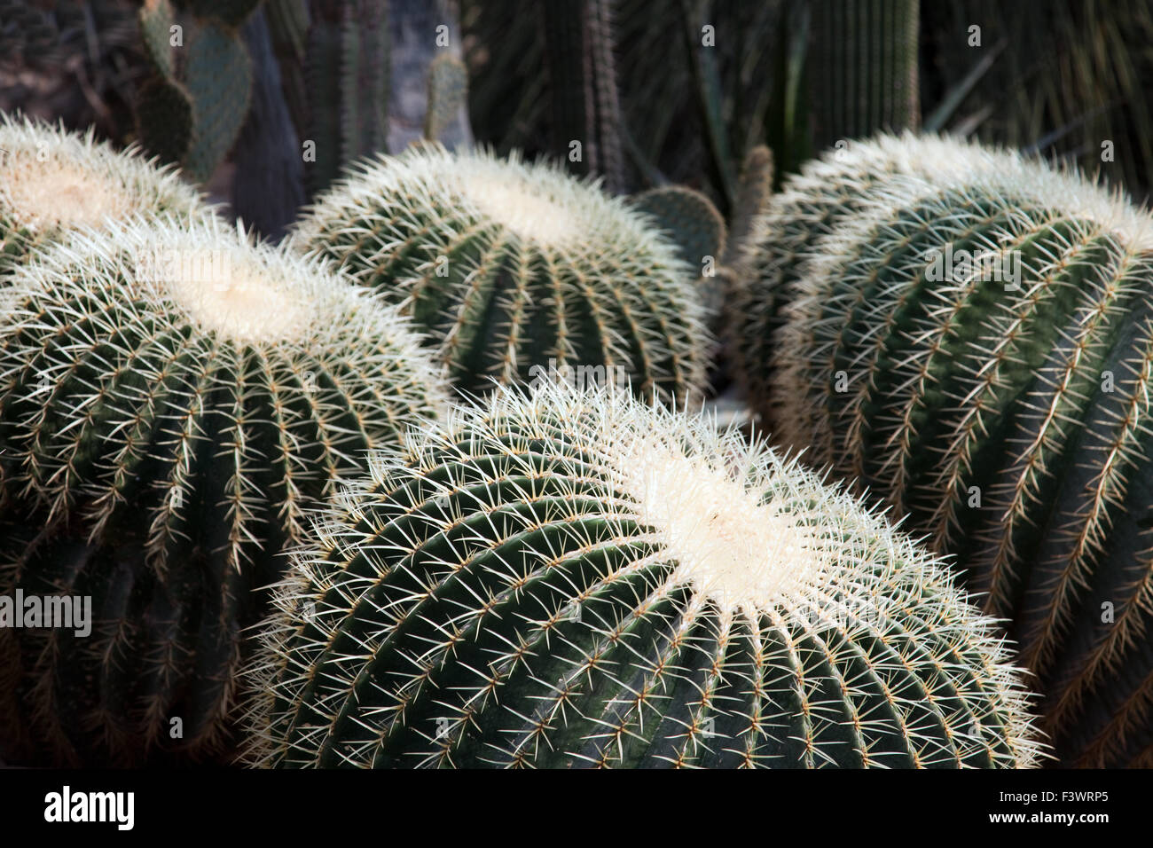 Golden Barrel Cactus Stock Photo