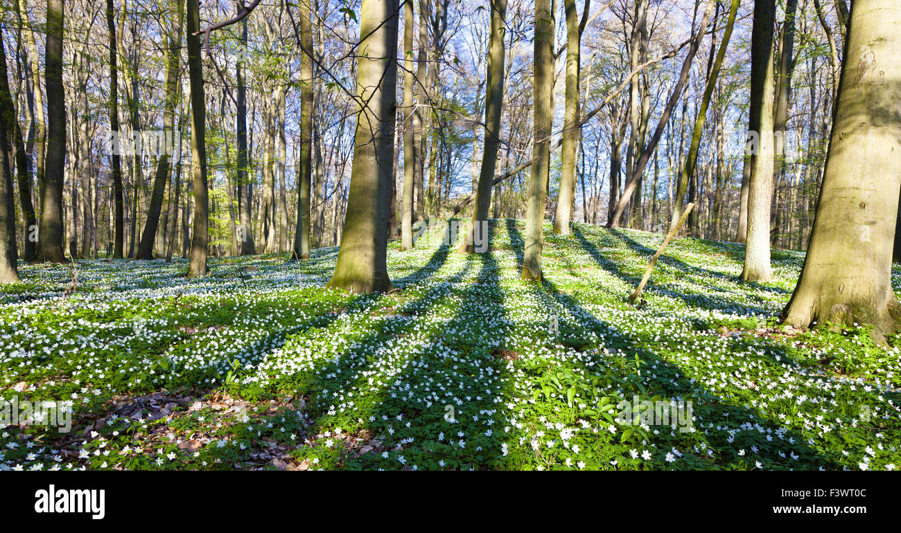 Wood anemone flower Stock Photo Alamy