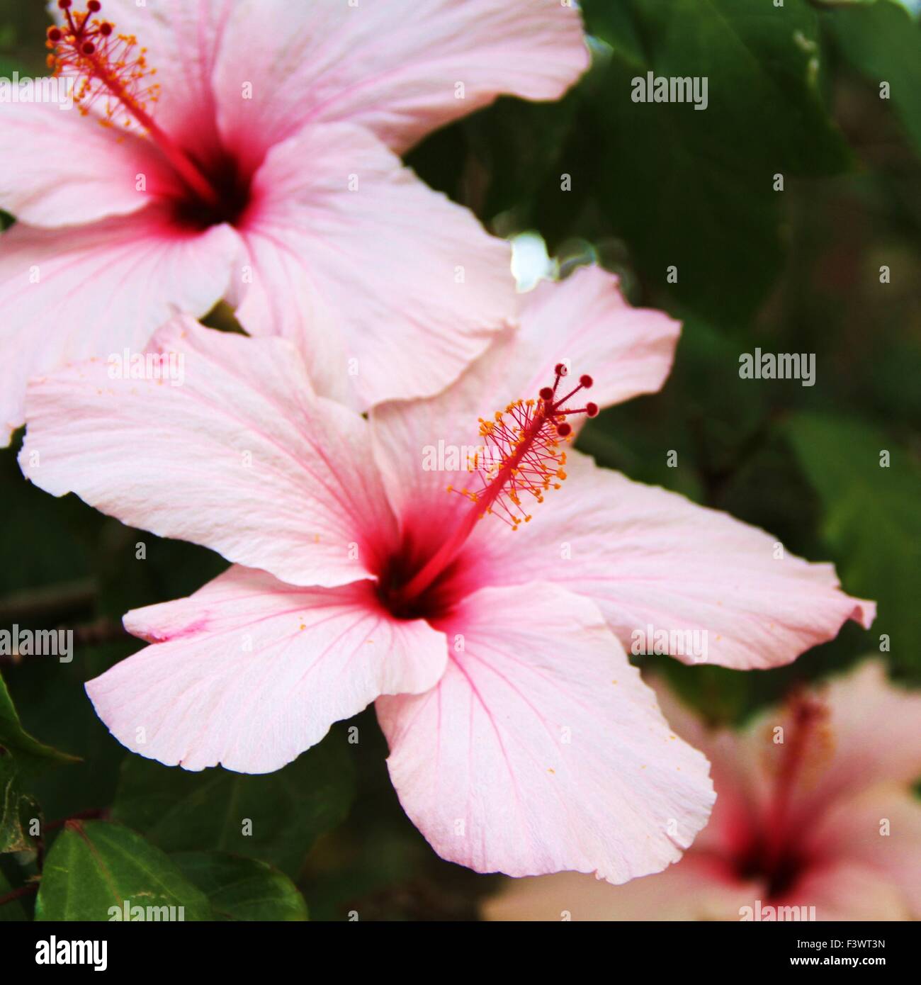 hibiscus Stock Photo