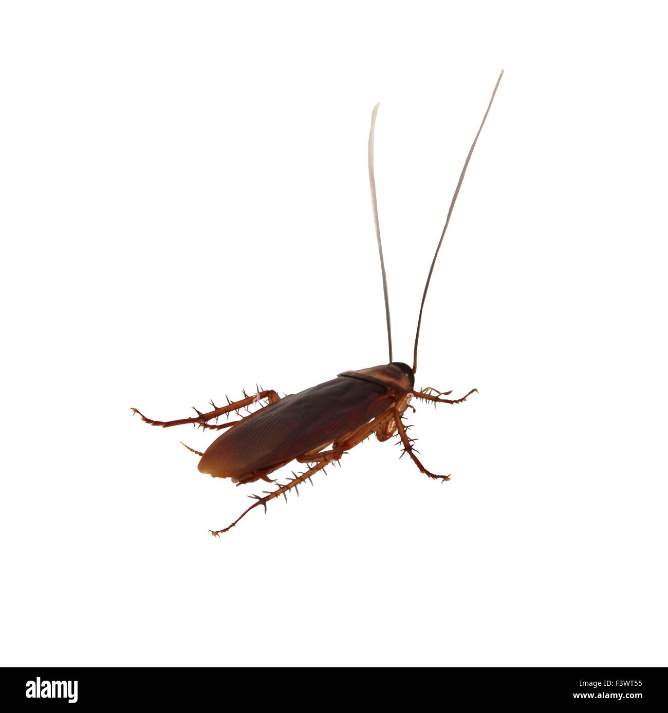La cucaracha hi-res stock photography and images - Alamy