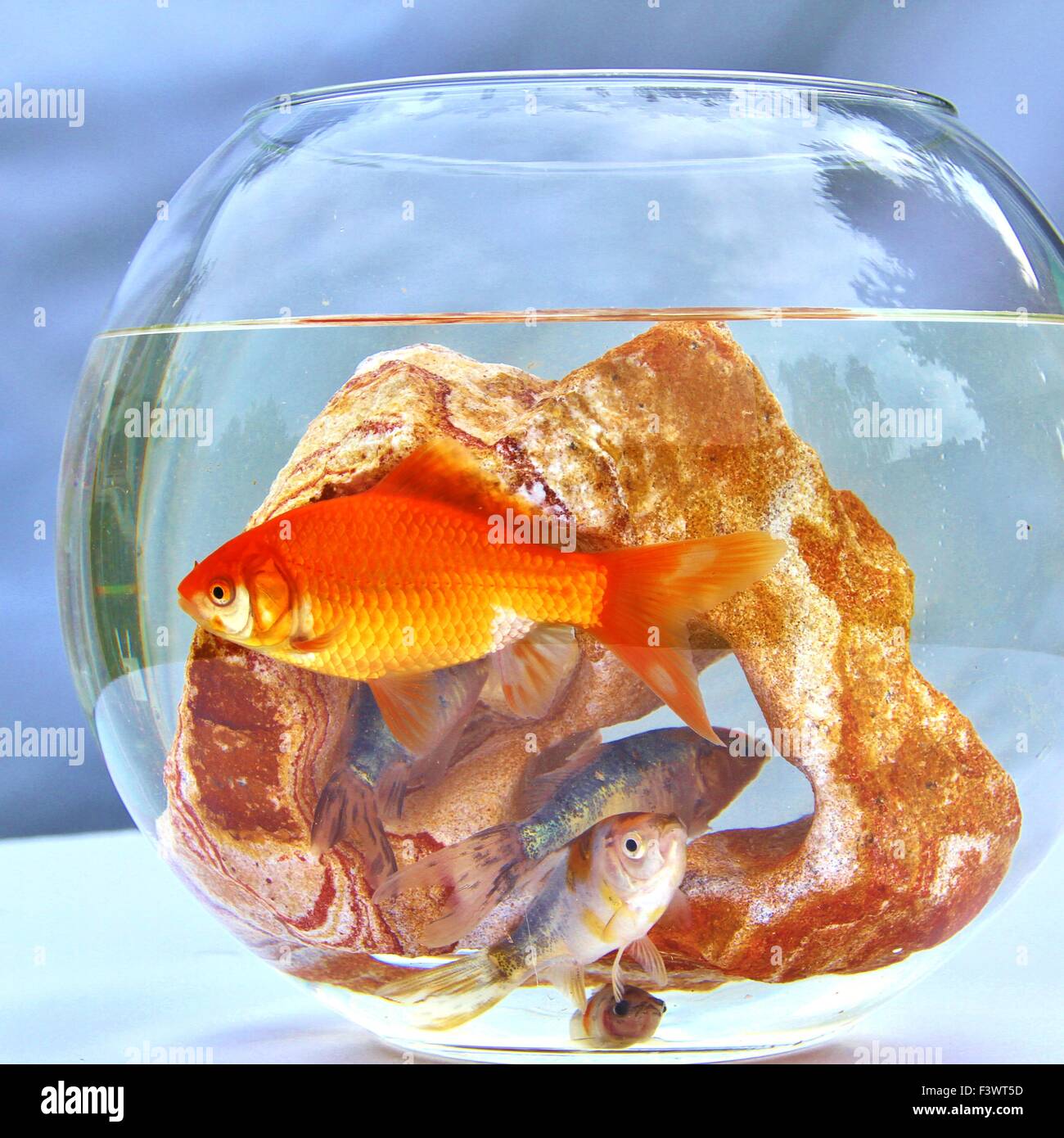 goldfish in bowl Stock Photo