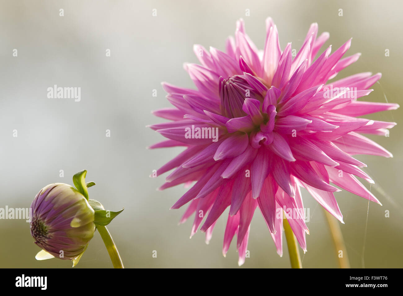 Semi cactus-dahlia Amercian Dream Stock Photo