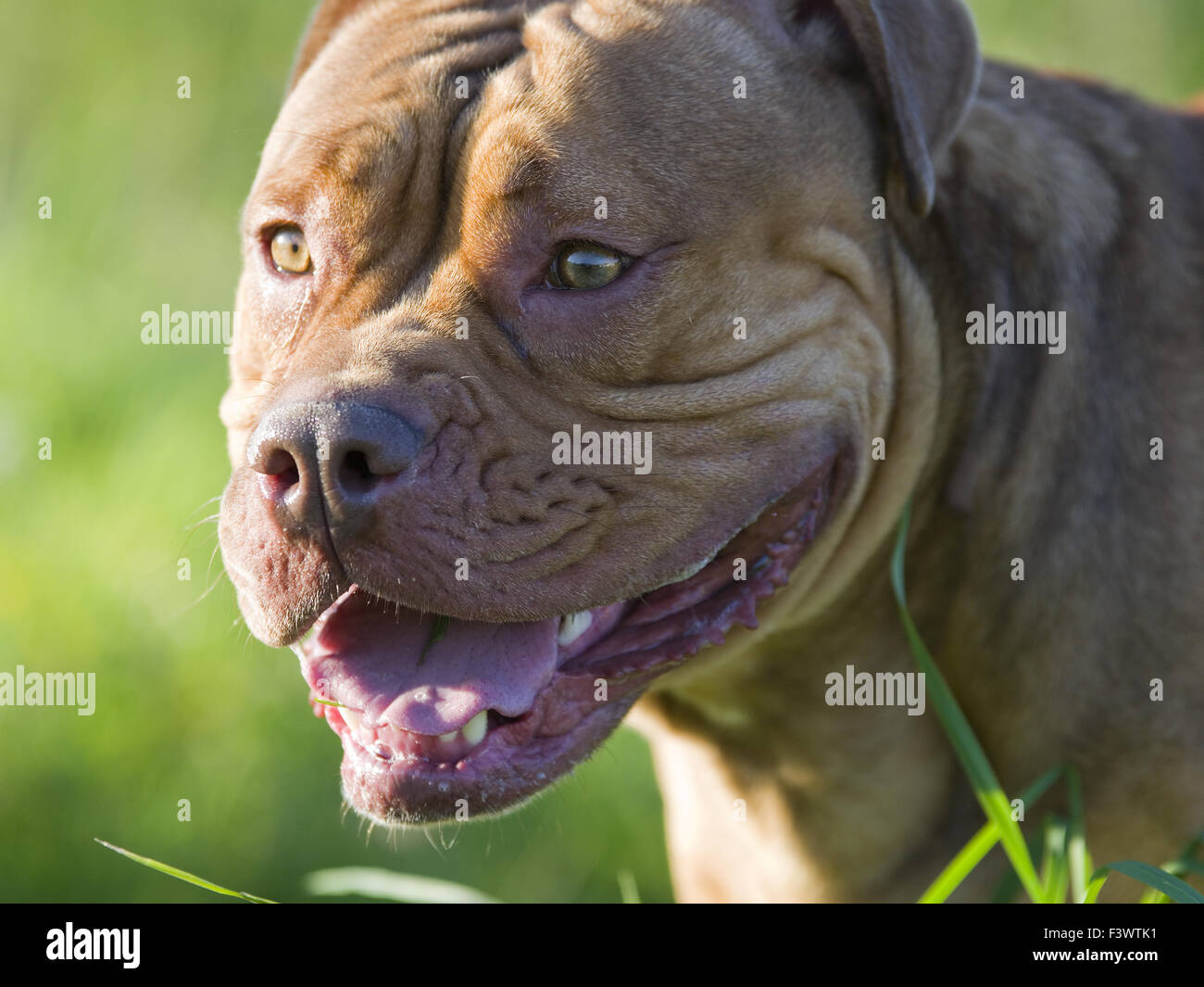 Olde english bulldog Stock Photo