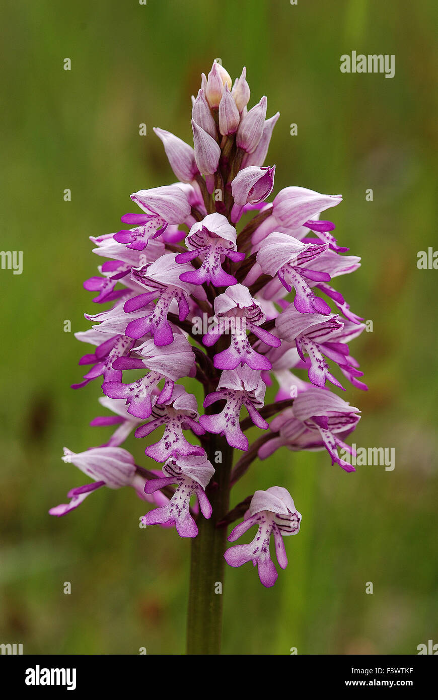military orchid Stock Photo