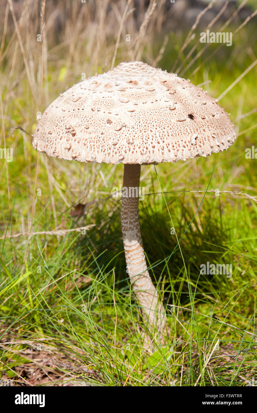 Giant parasol mushroom umbrella Stock Photo