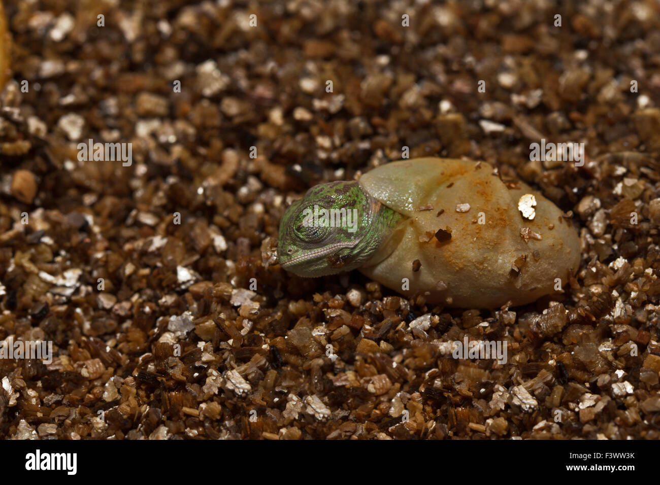 young chameleon hatching from an egg Stock Photo