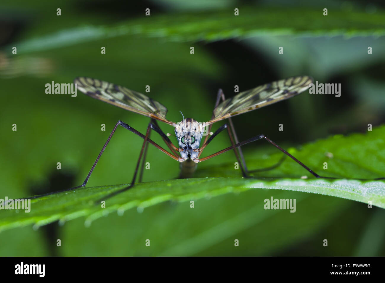 / Cranefly  Tipula maxima Stock Photo