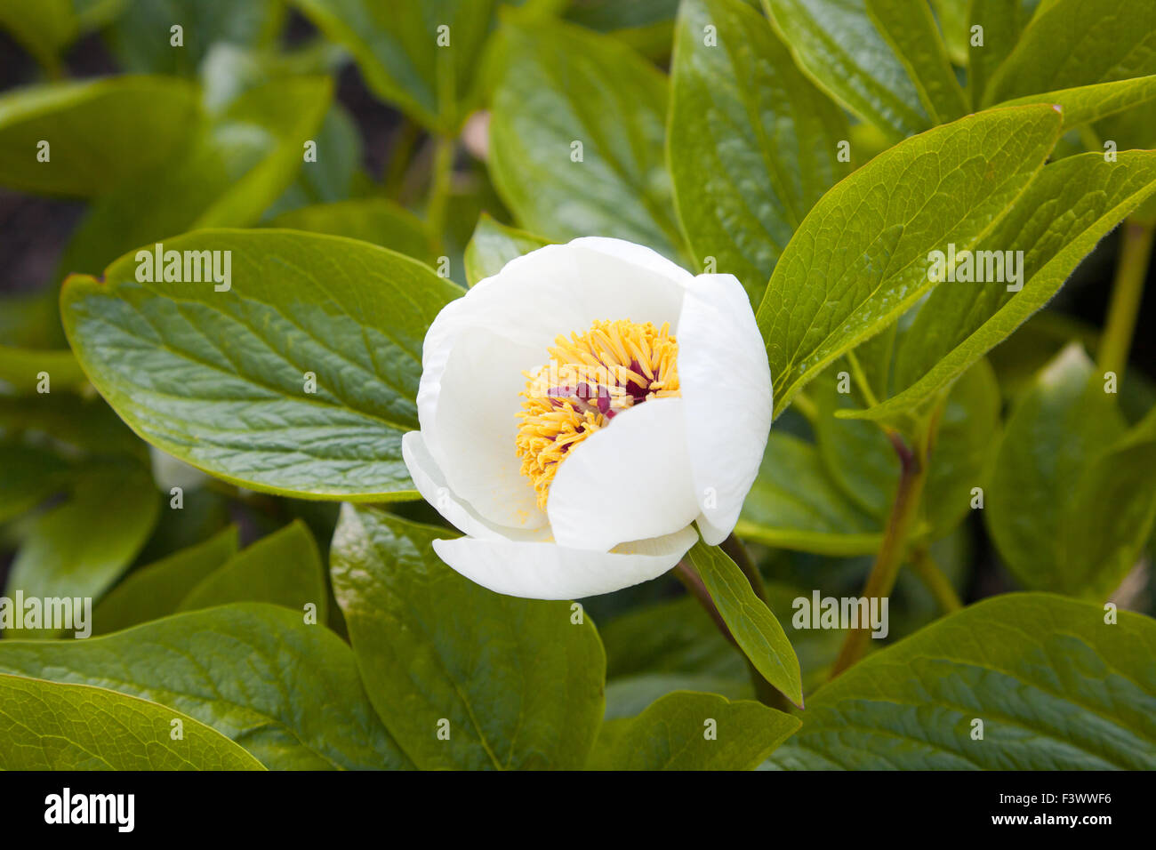 Macro of Paeonia officinalis Stock Photo