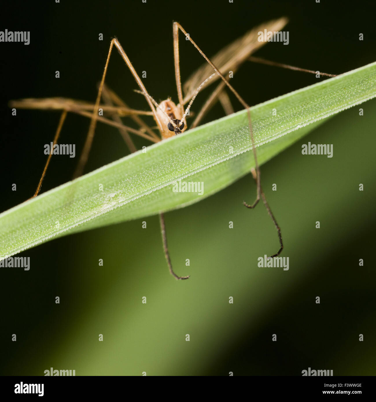 Cranefly  Tipula maxima Stock Photo