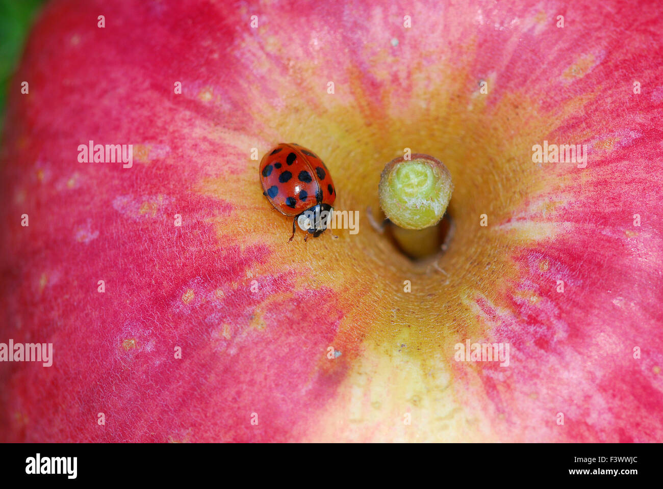 Ladybug  Domestika