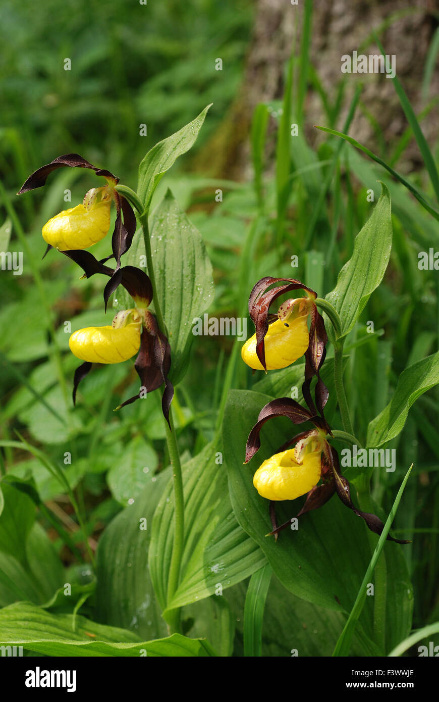Ladyslipper Orchid Stock Photo