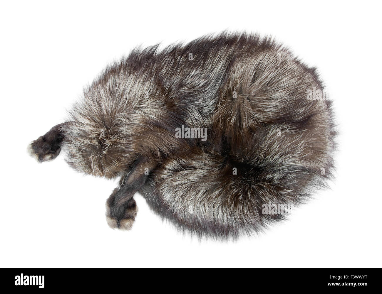 Silver fox fur coat hi-res stock photography and images - Alamy