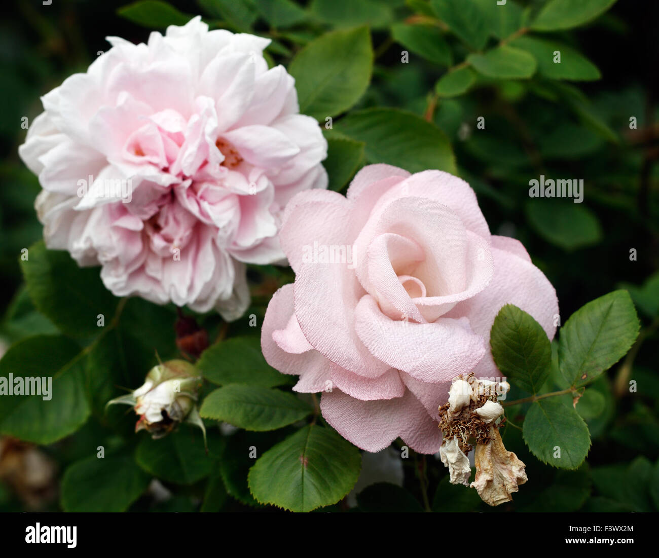 Artificial and natural roses Stock Photo - Alamy