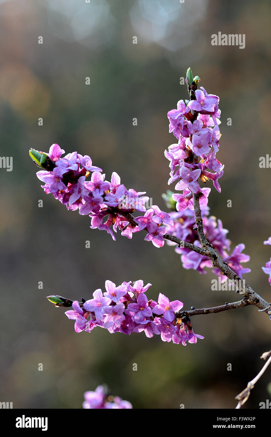 daphne flower Stock Photo